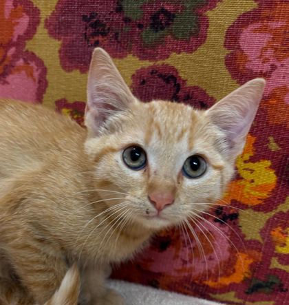Shelter Stray Female Cat last seen Rock Prairie Rd & Wellborn Rd, Aggieland Humane Society, TX, 5359 Leonard Rd, Bryan, TX 77807, USA