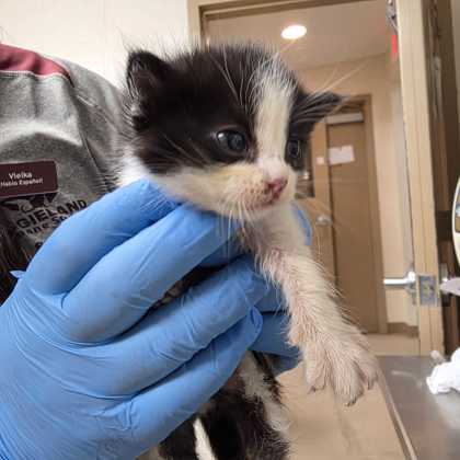 Shelter Stray Female Cat last seen McLauren / McLister, City of College Station, TX, 5359 Leonard Rd, Bryan, TX 77807, USA