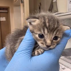 Shelter Stray Female Cat last seen McLauren / McLister, City of College Station, TX, 5359 Leonard Rd, Bryan, TX 77807, USA