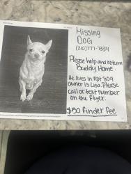 Reunited Male Dog last seen Callaghan and Ingram , San Antonio, TX 78238