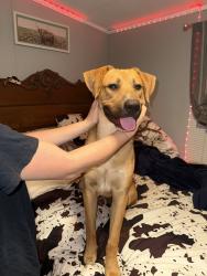 Found/Stray Male Dog last seen Near - Granville County, Creedmoor, NC 27522