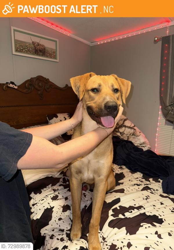 Found/Stray Male Dog last seen Near - Granville County, Creedmoor, NC 27522