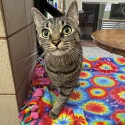 Shelter Stray Female Cat last seen Near block of Gannon Ave, Blooming Grove, Town of, , 5132 Voges Rd, Madison, WI 53718, USA