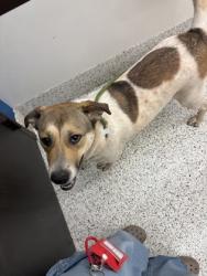 Shelter Stray Female Dog last seen Dartmouth dr and Baker Dr, Atlanta, GA, 1251 Fulton Industrial Blvd NW, Atlanta, GA 30336, USA