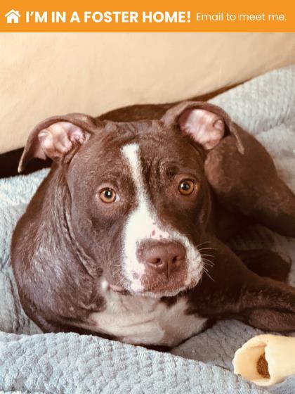 Shelter Stray Female Dog last seen Near Liberty Heights Ave, 21215, MD, 301 Stockholm St, Baltimore, MD 21230, USA