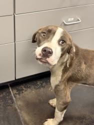 Shelter Stray Female Dog last seen Holmes St, Memphis, TN, 935 Farm Rd, Memphis, TN 38134, USA