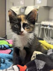 Shelter Stray Female Cat last seen Outside of home, Memphis, TN, 935 Farm Rd, Memphis, TN 38134, USA