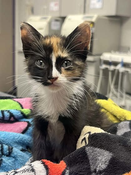 Shelter Stray Female Cat last seen Outside of home, Memphis, TN, 935 Farm Rd, Memphis, TN 38134, USA