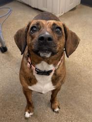 Shelter Stray Female Dog last seen W 94 & DETROIT, 1st District, OH, 9203 Detroit Ave, Cleveland, OH 44102, USA