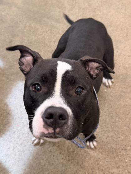 Shelter Stray Female Dog last seen E 53 & Superior, 4th District, OH, 9203 Detroit Ave, Cleveland, OH 44102, USA