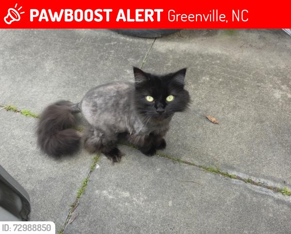 Lost Female Cat last seen Near Mulberry Ln Greenville , Greenville, NC 27858