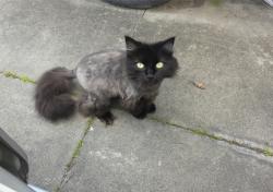 Lost Female Cat last seen Near Mulberry Ln Greenville , Greenville, NC 27858