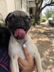 Reunited Female Dog last seen Verlaine on the parkway, Dallas, TX 75254