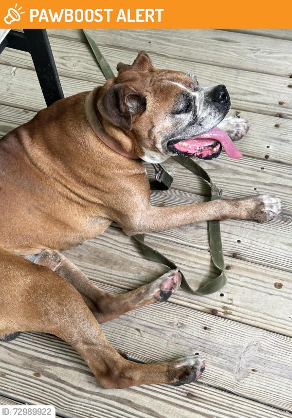 Found/Stray Male Dog last seen Quincy/Quaker Ln, Pymatuning Central, PA 16424