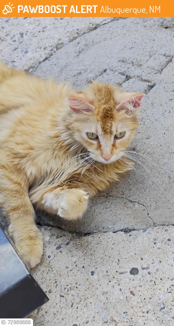 Found/Stray Unknown Cat last seen Princess. Jean Area North East Heights, Albuquerque, NM 87112