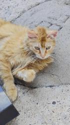 Found/Stray Unknown Cat last seen Princess. Jean Area North East Heights, Albuquerque, NM 87112