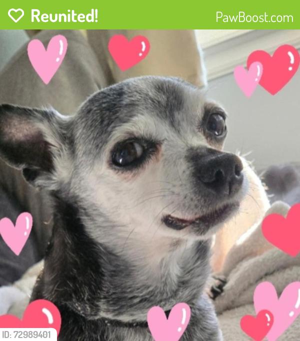 Reunited Male Dog last seen Quincy and Reservoire, Aurora, CO 80015