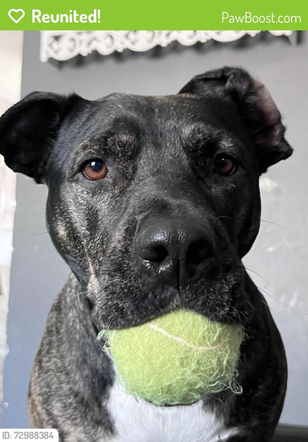 Reunited Female Dog last seen Monomoy st aurora il, Aurora, IL 60506