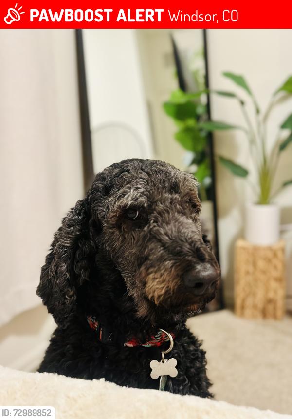 Lost Male Dog last seen Aurora, Colorado , Windsor, CO 80550