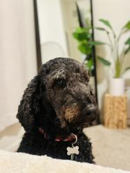 Lost Male Dog last seen Aurora, Colorado , Windsor, CO 80550