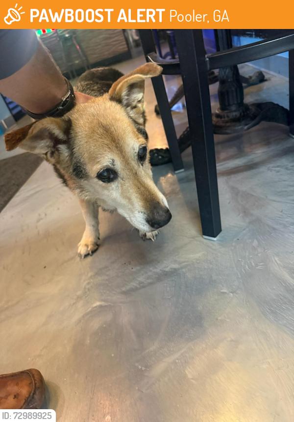 Found/Stray Female Dog last seen Found on Pine Barren on the Lowes side of the road , Pooler, GA 31322