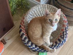 Reunited Female Cat last seen 15th Ave N and 25th Street, St. Petersburg, FL 33713