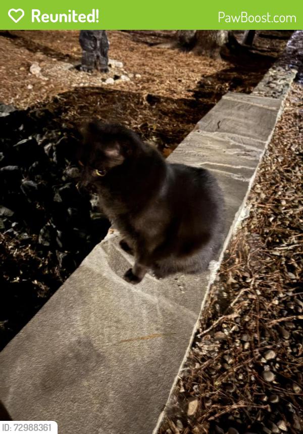 Reunited Unknown Cat last seen Pine Hill Drove and Main Street, Carrboro, NC 27510