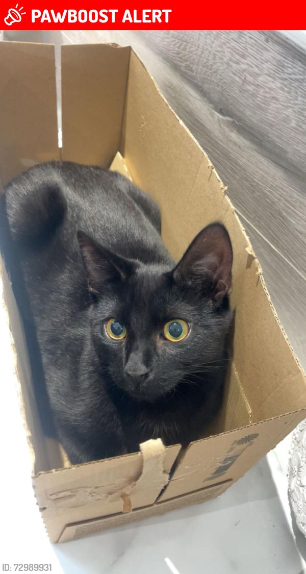 Lost Male Cat last seen Lingfield race course , Surrey, England RH7 6EP