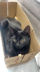 Lost Male Cat last seen Lingfield race course , Surrey, England RH7 6EP