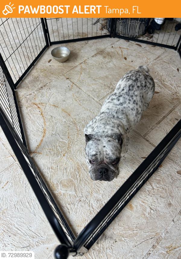 Found/Stray Female Dog last seen Rawls rd 33624, Tampa, FL 33625