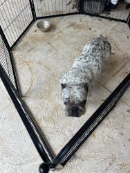 Found/Stray Female Dog last seen Rawls rd 33624, Tampa, FL 33625