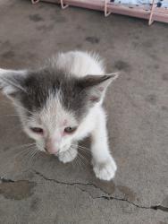 Shelter Stray Male Cat last seen Near Roper Drive, SCOTT, LA, 70583, 410 Dugas Rd, Lafayette, LA 70507, USA