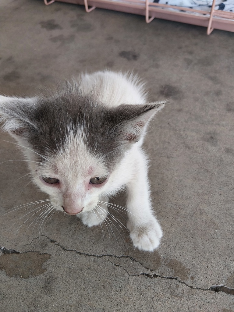 Shelter Stray Male Cat last seen Near Roper Drive, SCOTT, LA, 70583, 410 Dugas Rd, Lafayette, LA 70507, USA