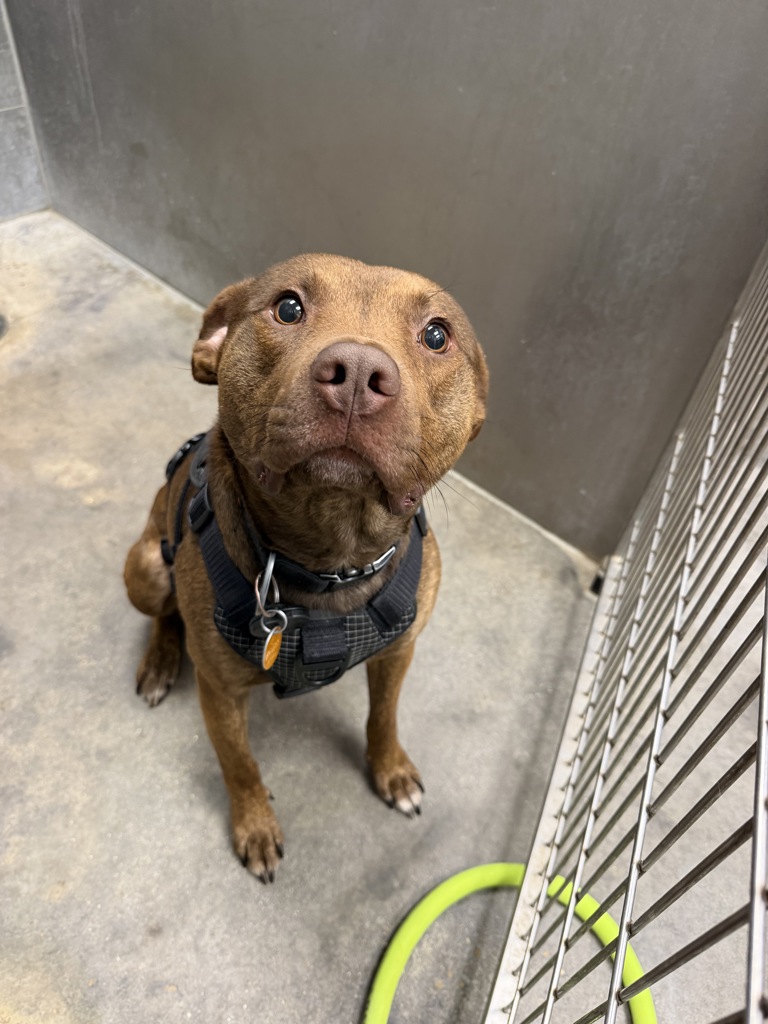 Shelter Stray Male Dog last seen LA, 410 Dugas Rd, Lafayette, LA 70507, USA