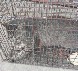 Shelter Stray Male Cat last seen Near N University Avenue, LAFAYETTE, LA, 70501, 410 Dugas Rd, Lafayette, LA 70507, USA