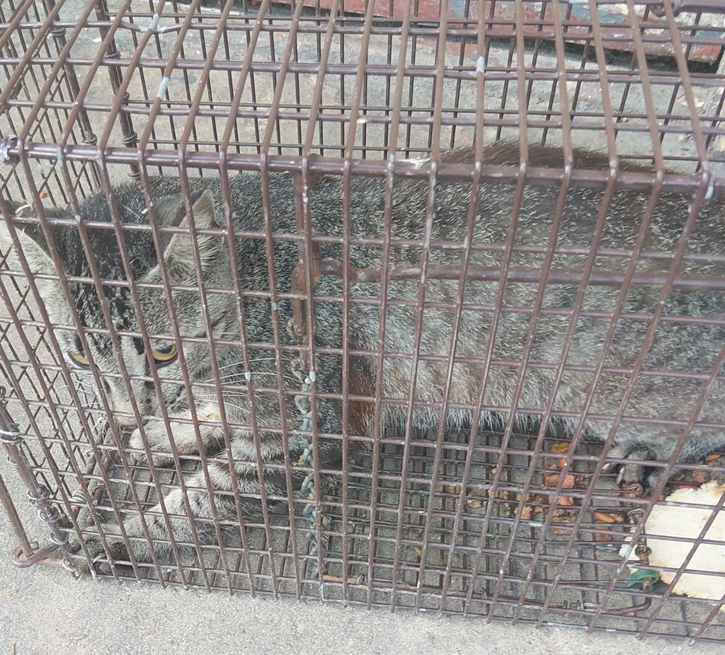 Shelter Stray Male Cat last seen Near N University Avenue, LAFAYETTE, LA, 70501, 410 Dugas Rd, Lafayette, LA 70507, USA