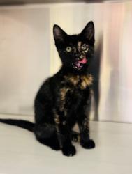 Shelter Stray Female Cat last seen Near Becky Lane, LAFAYETTE, LA, 70508, 410 Dugas Rd, Lafayette, LA 70507, USA
