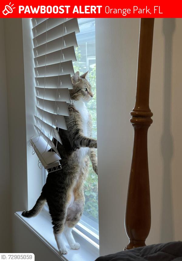 Lost Male Cat last seen St John’s Country Day School , Orange Park, FL 32073