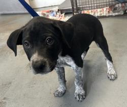 Shelter Stray Male Dog last seen Near W Meadow Brook Expressway, MILLCREEK, UT, 84123, 511 W 3900 S, Salt Lake City, UT 84123, USA