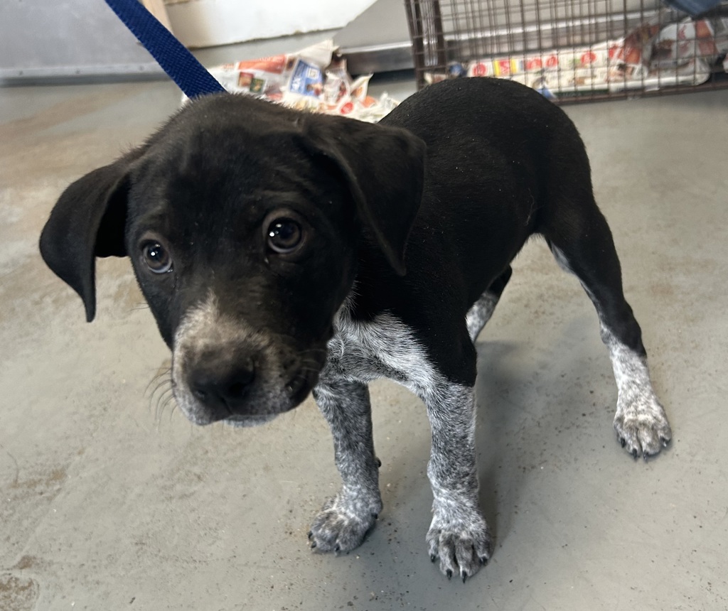 Shelter Stray Male Dog last seen Near W Meadow Brook Expressway, MILLCREEK, UT, 84123, 511 W 3900 S, Salt Lake City, UT 84123, USA