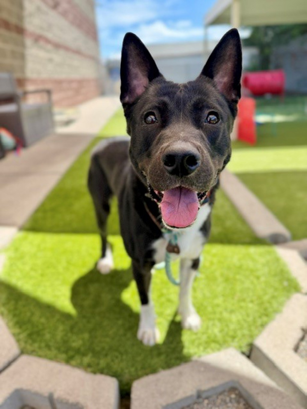 Shelter Stray Male Dog last seen Vine S Cottonwood Street, MURRAY CITY, UT, 84107, 511 W 3900 S, Salt Lake City, UT 84123, USA