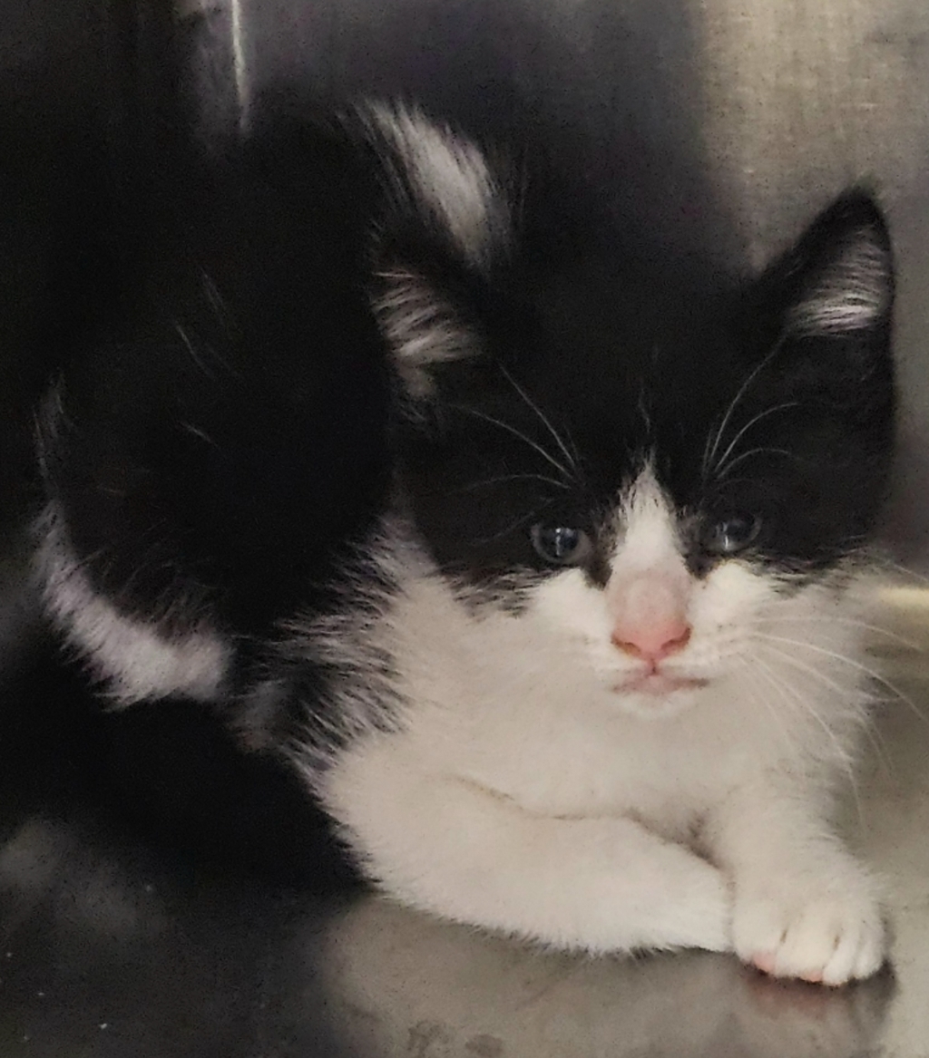 Shelter Stray Male Cat last seen Near Palafox Court, RALEIGH, NC, 27604, 820 Beacon Lake Dr, Raleigh, NC 27610, USA