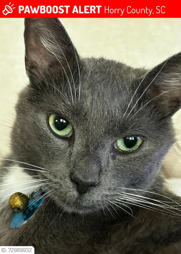 Lost Male Cat last seen Deer Creek Rd, Horry County, SC 29575