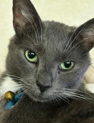 Lost Male Cat last seen Deer Creek Rd, Horry County, SC 29575