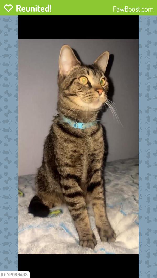 Reunited Male Cat last seen Wisteria St, Independence, OR 97351, USA, Independence, OR 97351