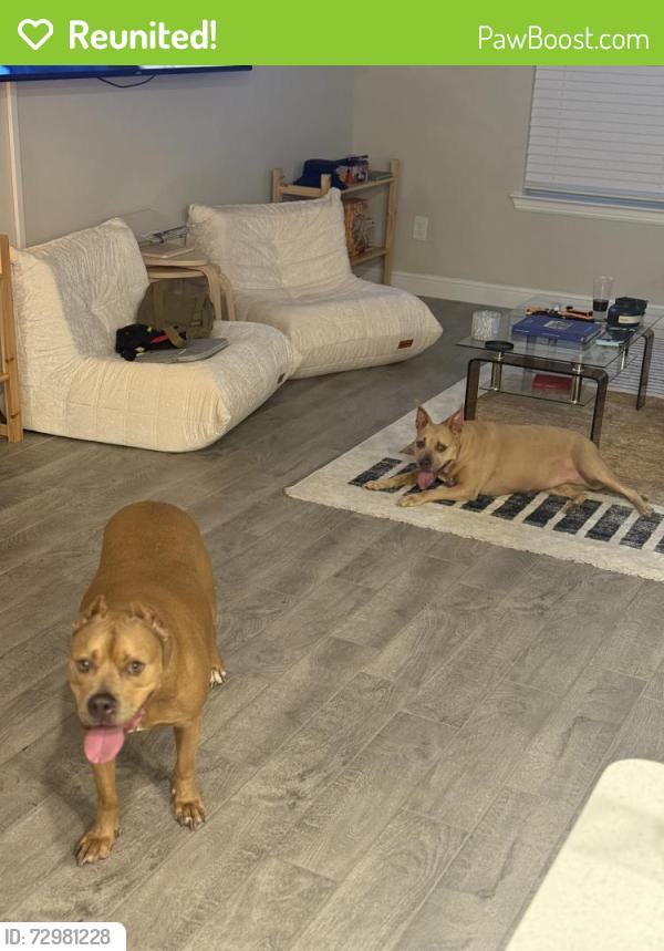 Reunited Male Dog last seen AMC theatre in lancaster, Lancaster, TX 75146