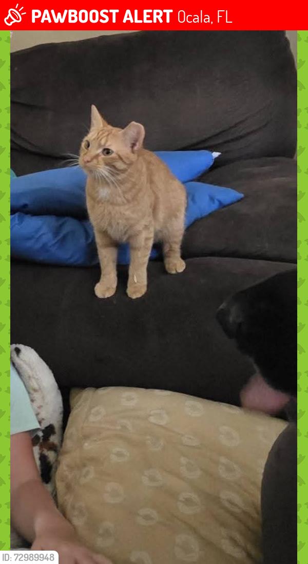 Lost Male Cat last seen Near juniper pass course , Ocala, FL 34480