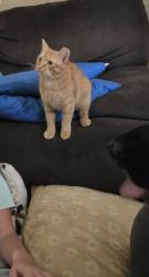 Lost Male Cat last seen Near juniper pass course , Ocala, FL 34480