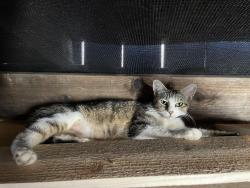 Found/Stray Female Cat last seen Hughson park, Hughson, CA 95326
