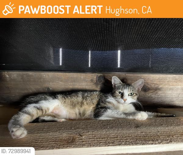 Found/Stray Female Cat last seen Hughson park, Hughson, CA 95326